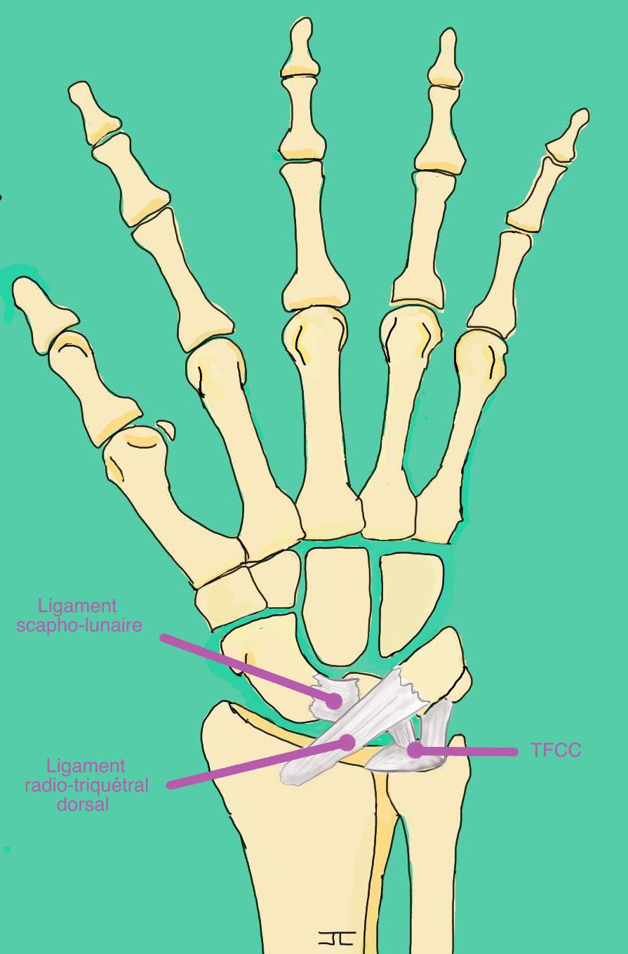 Main ligaments